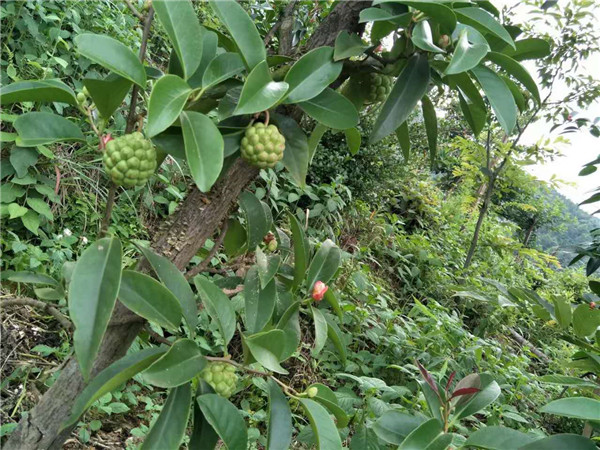 黑老虎苗木基地