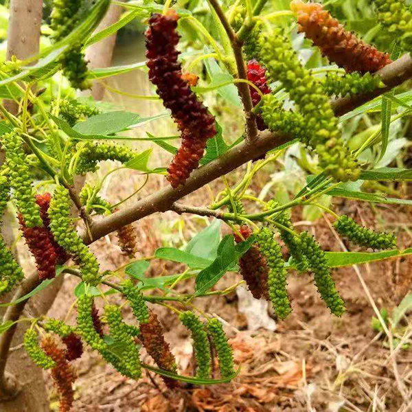 臺灣果桑苗種植基地