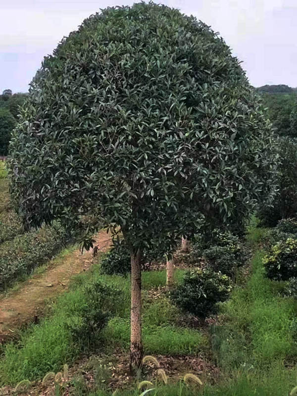 咸寧桂花基地