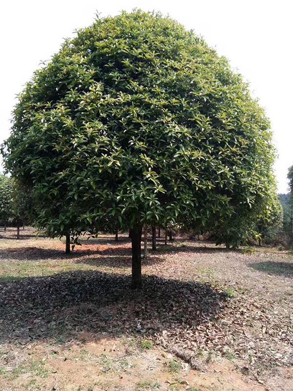 桂花種植基地