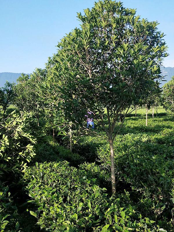 獨桿桂花基地