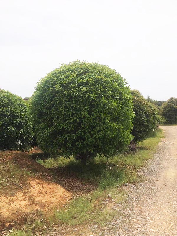 叢生桂花基地