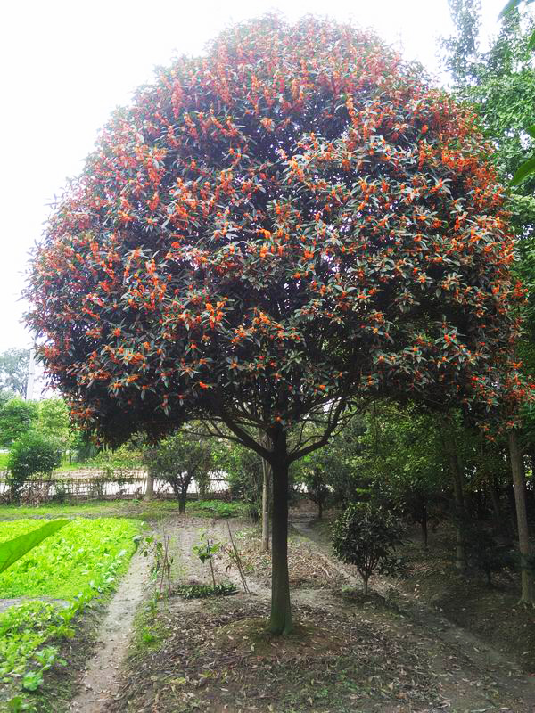 成都金桂種植基地