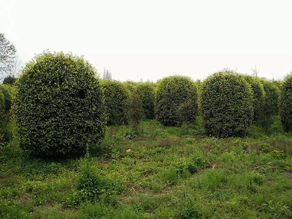 桂花苗木基地