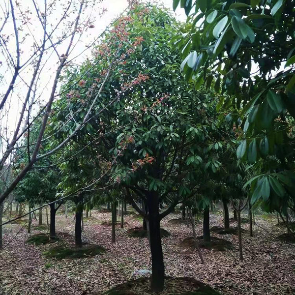 棱角山礬種植基地