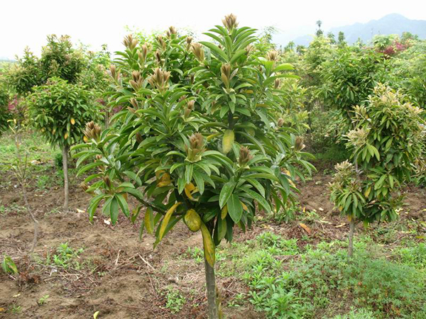 棱角山礬種植基地