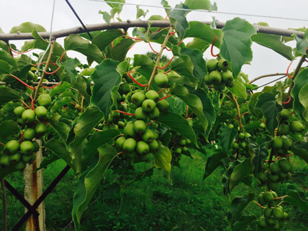 軟棗獼猴桃種植基地