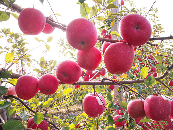 紅富士種植基地