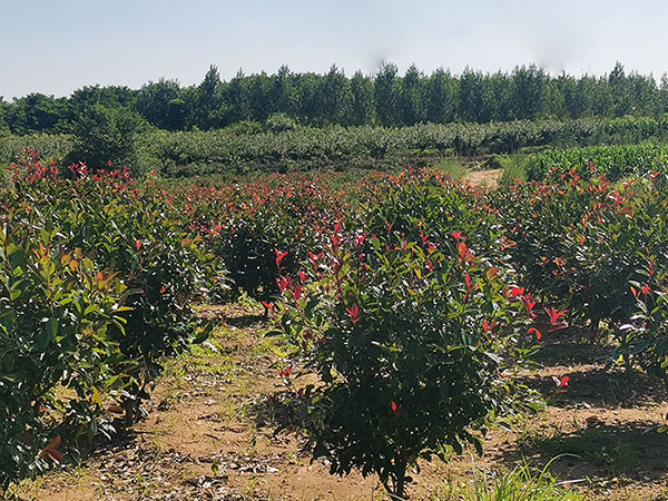 紅葉石楠種植基地