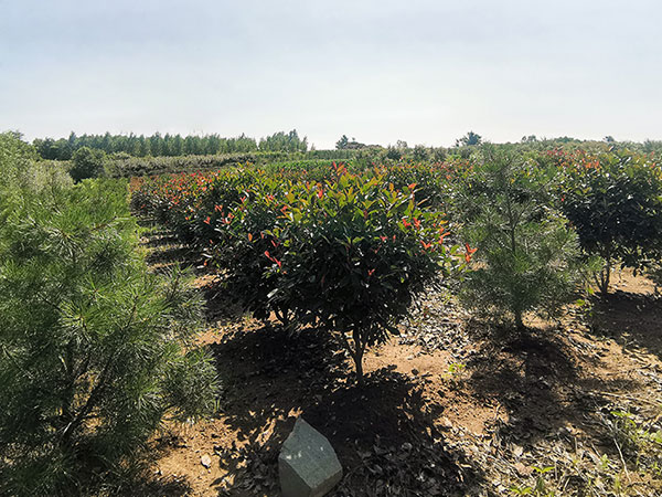 紅葉石楠苗木基地