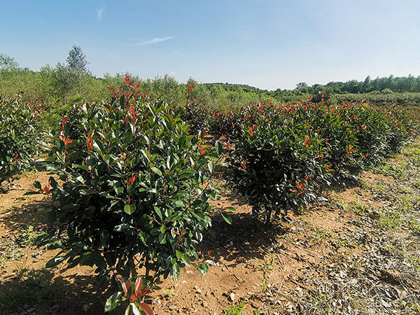 威海紅葉石楠基地