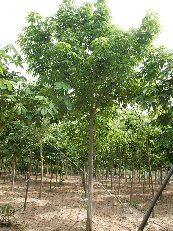 七葉樹種植基地