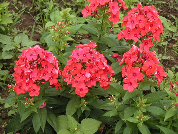 宿根福祿考種植基地