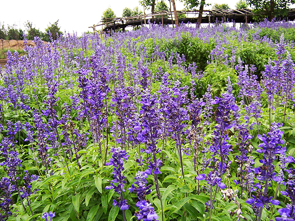 薰衣草花卉基地