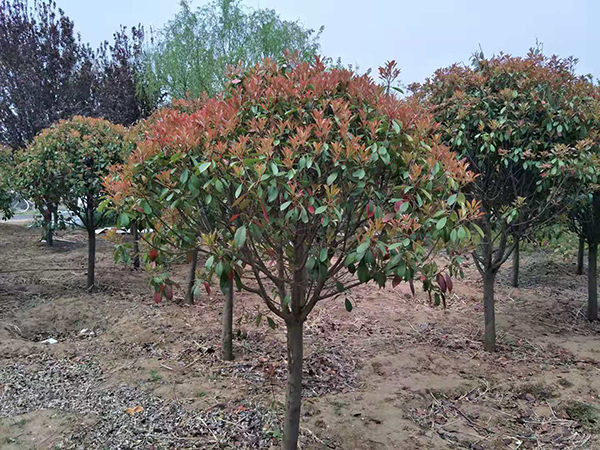 紅葉石楠苗木基地