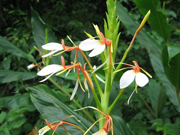 青州姜花基地