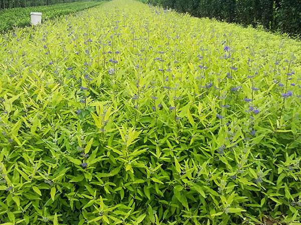 金葉蕕苗木基地