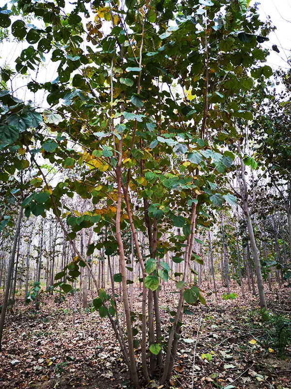 濰坊巨紫荊種植基地