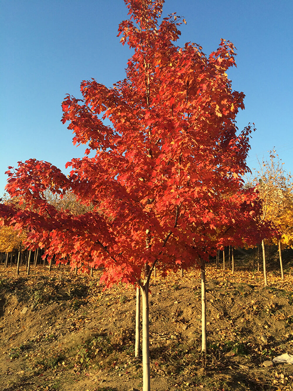 美國紅楓種植基地