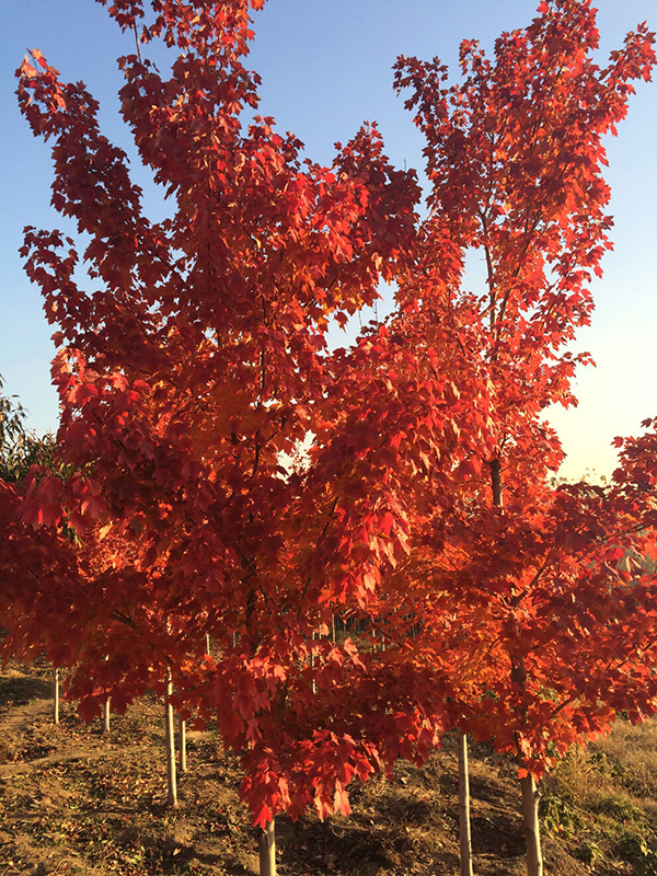 美國紅楓苗木基地