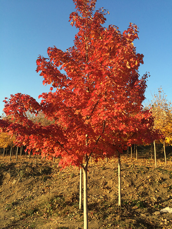 青島紅楓種植基地