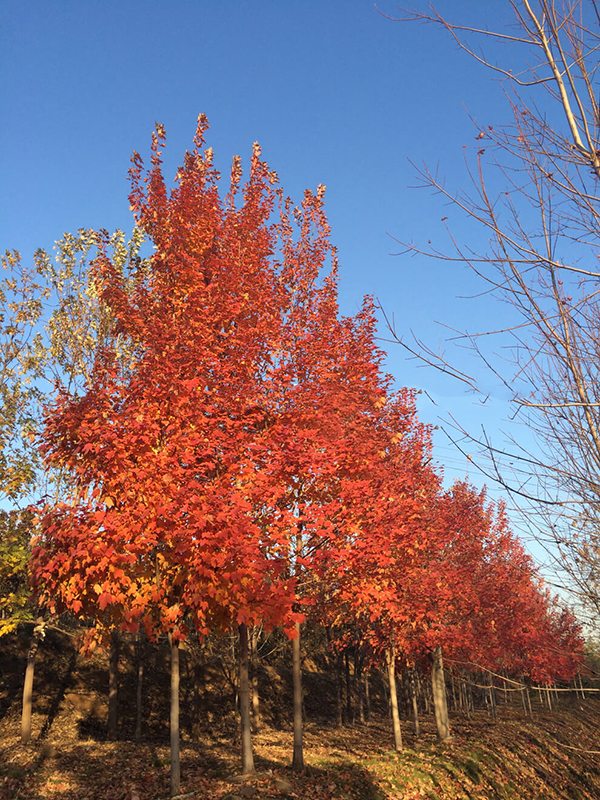 青島紅楓苗木基地