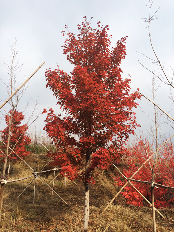 山東紅楓苗木基地