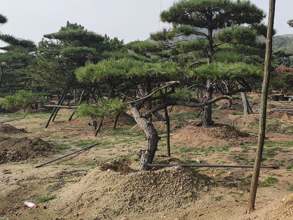 濟南造型松種植基地