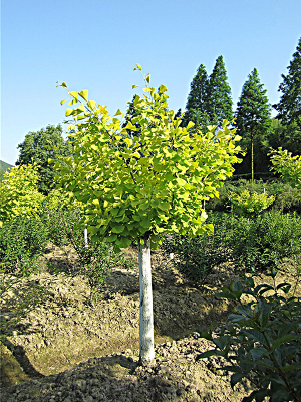 金葉銀杏種植基地