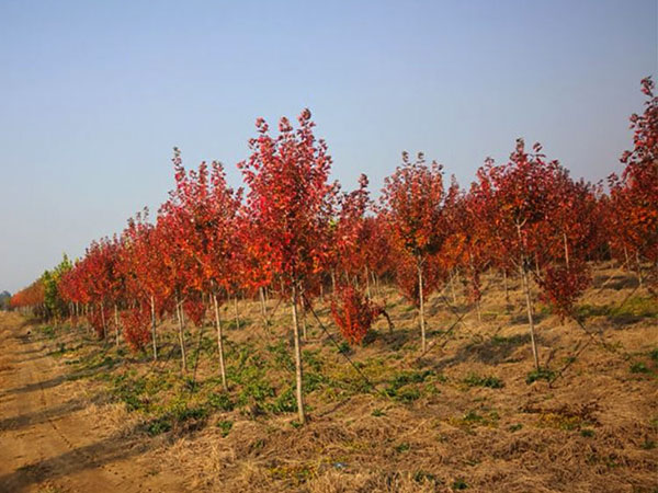 美國紅楓苗木基地