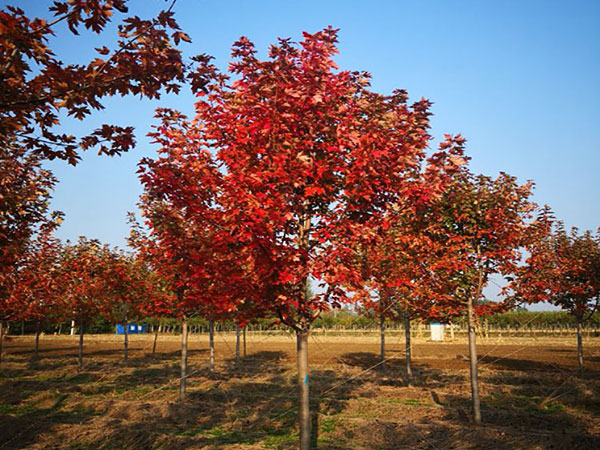 天津紅楓苗木基地