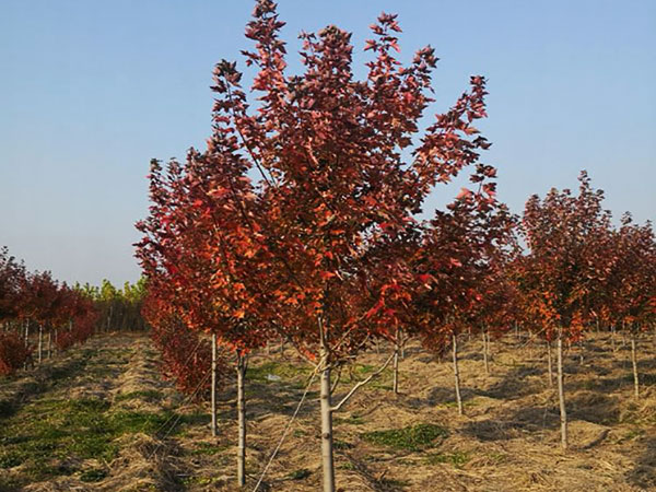 天津紅楓種植基地