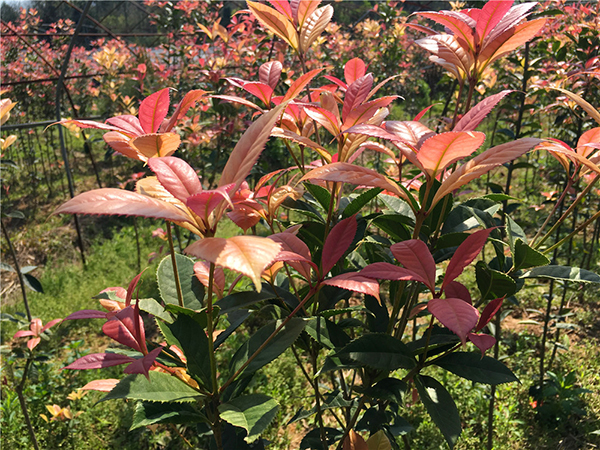 贛州五彩桂花基地