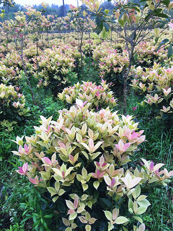 江西五彩桂花基地