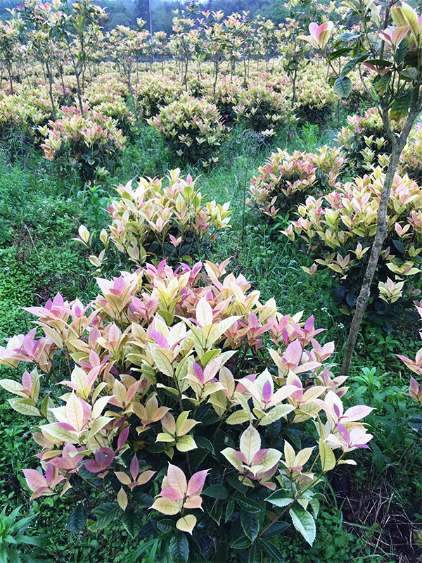 贛州桂花種植基地