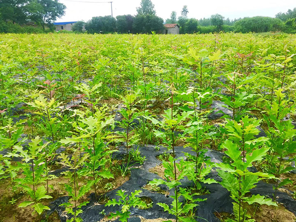 宣城娜塔櫟種植基地