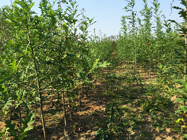 安徽紅橡樹種植基地