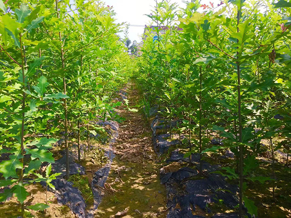 安徽紅橡樹種植基地