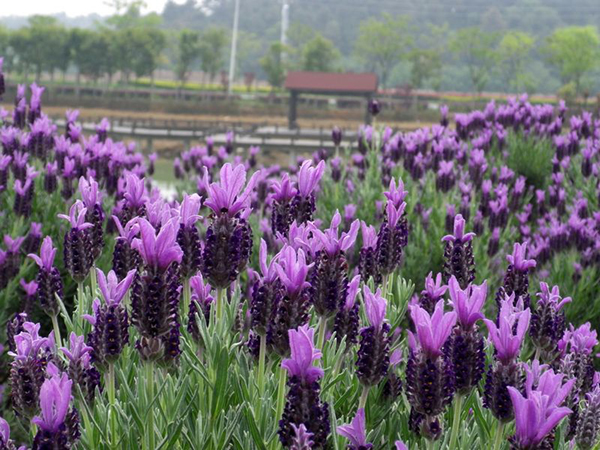 宿根花卉基地