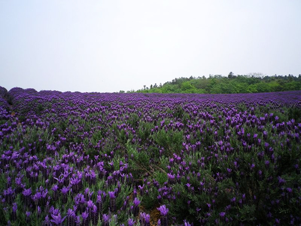 潁上薰衣草種植基地