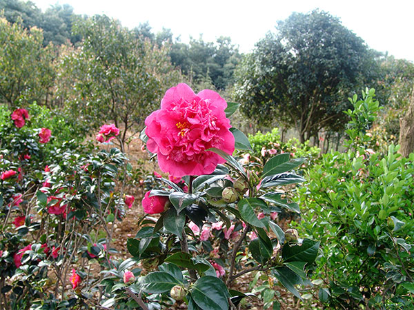 宣城茶花苗木基地