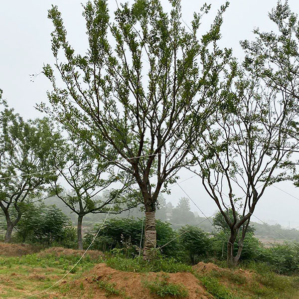 滁州樸樹苗木基地