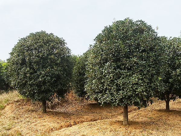 滁州桂花苗木基地