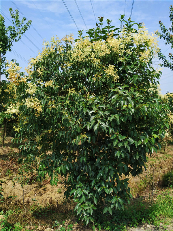 蕪湖大葉女貞種植基地