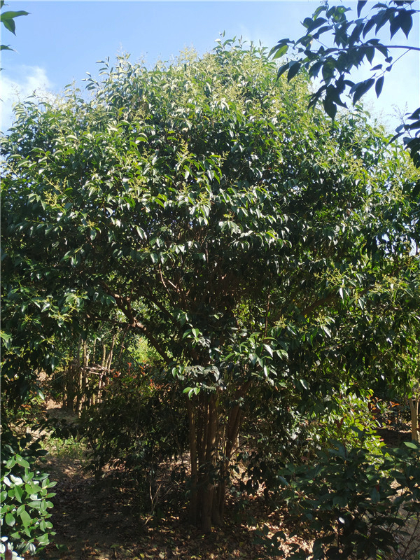 叢生大葉女貞種植基地