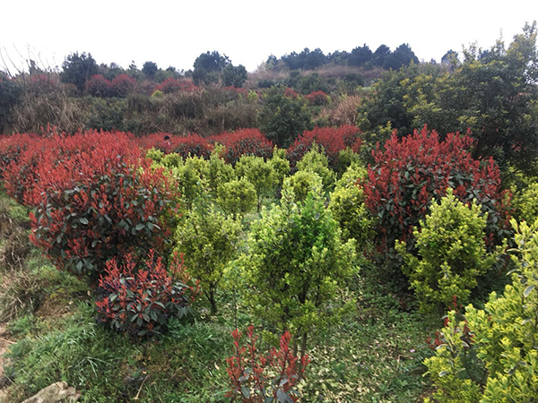 紅葉石楠種植基地