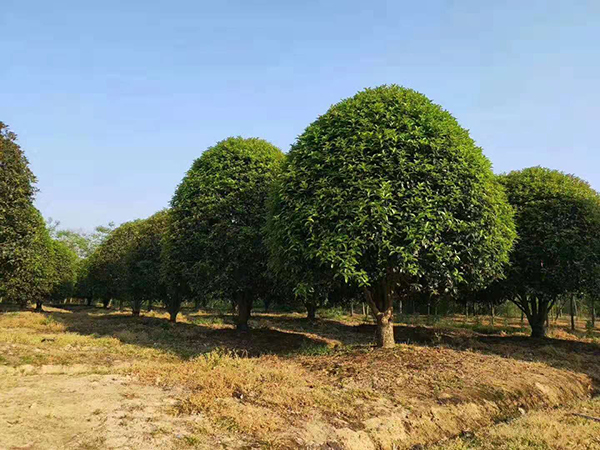 貴陽桂花苗木基地