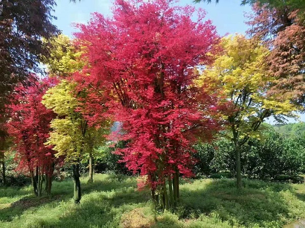 日本紅楓種植基地