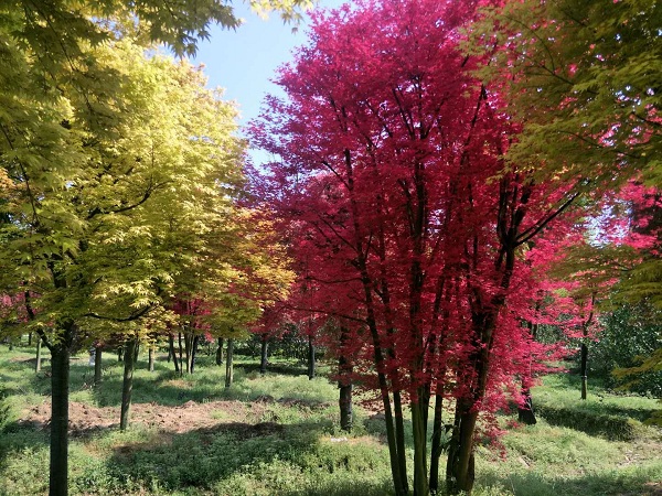 桂林紅楓種植基地