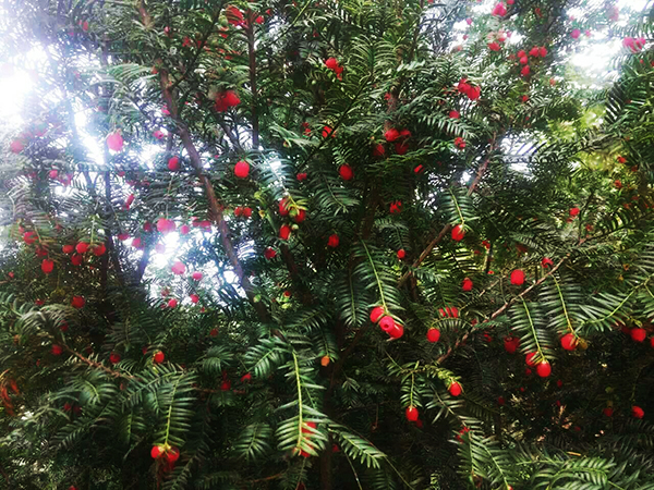 隴南紅豆杉種植基地